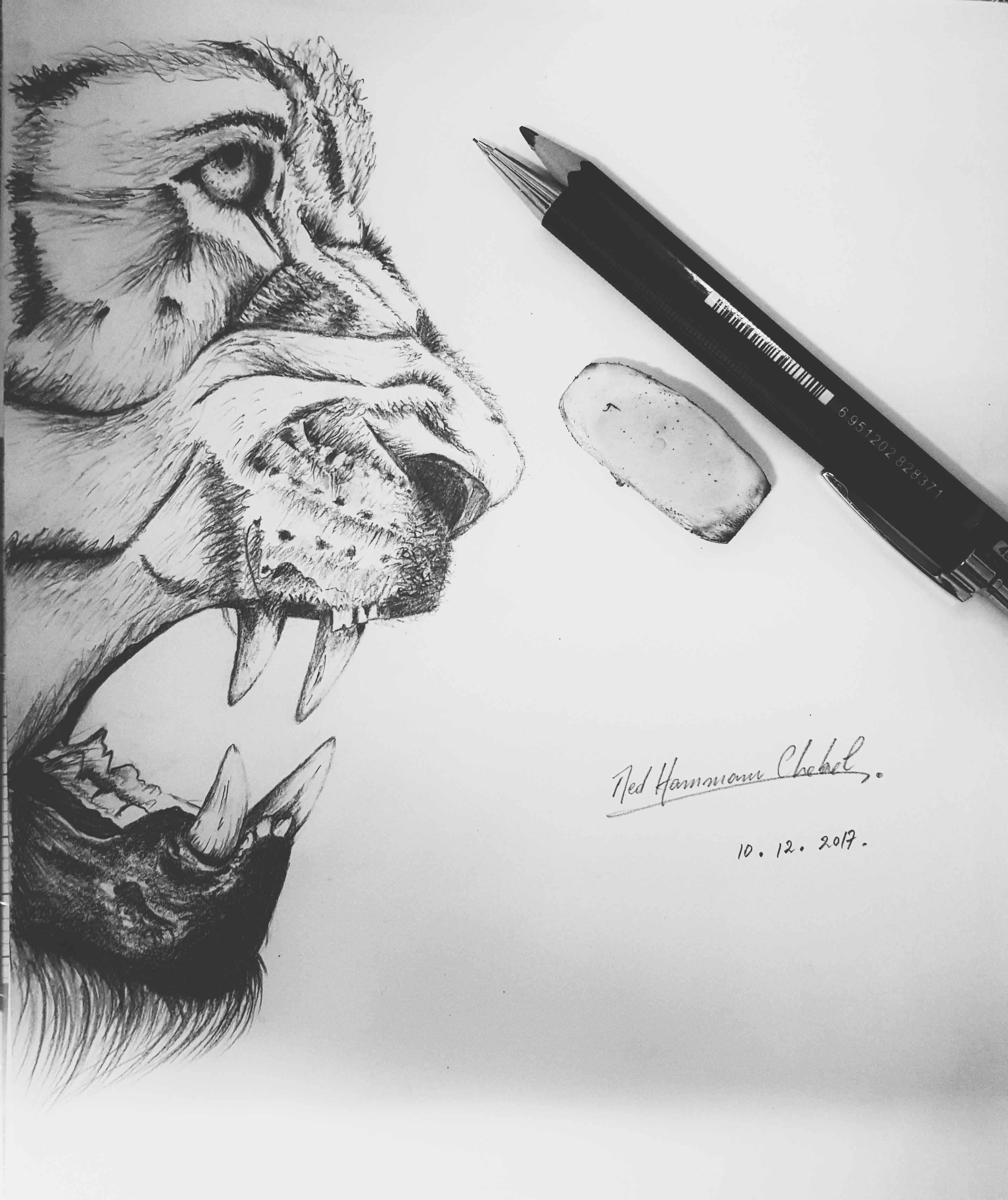 lion